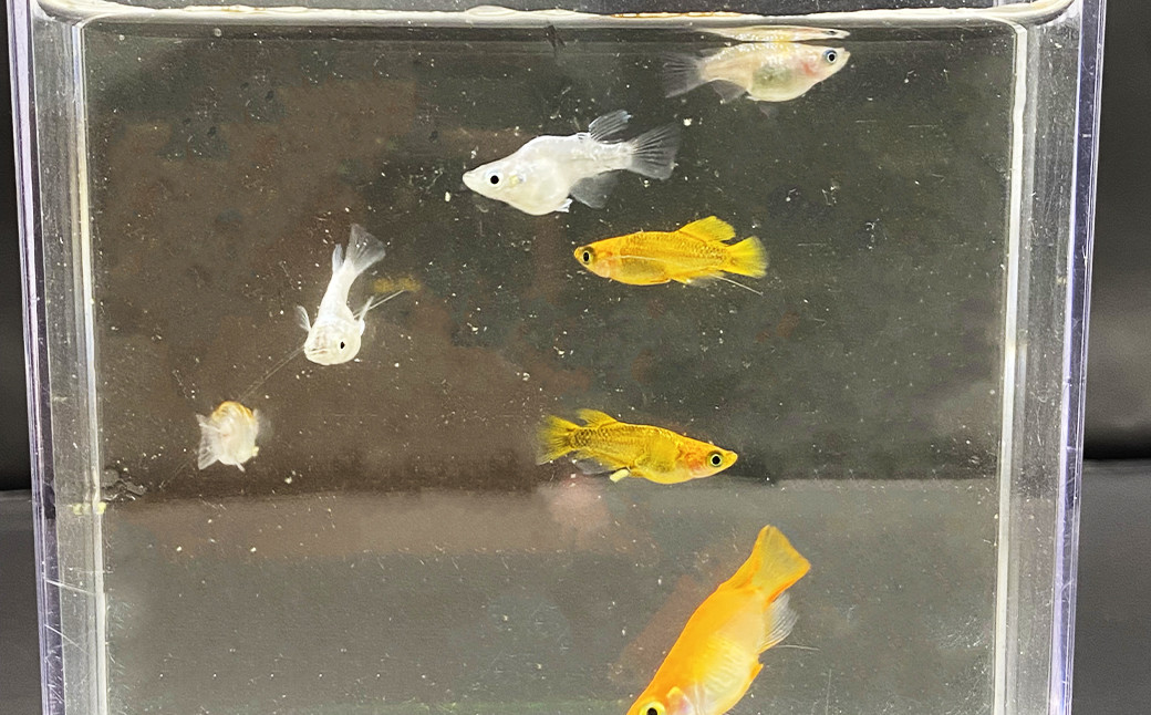 ダルマ めだか （5匹＋死着保証2匹 合計7匹）