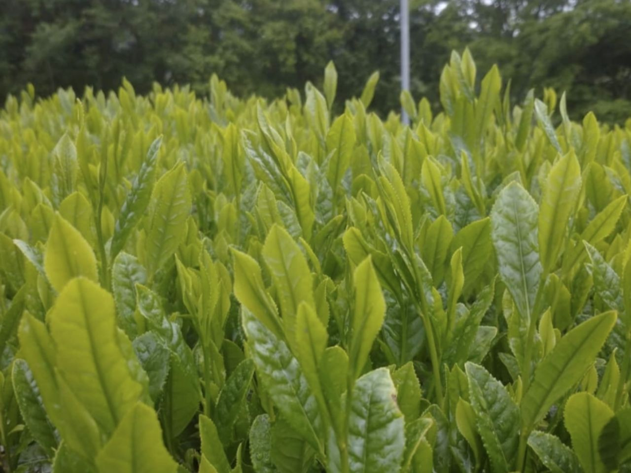 お茶静岡緑茶/おいしい川根茶「和（なごみ）」セット