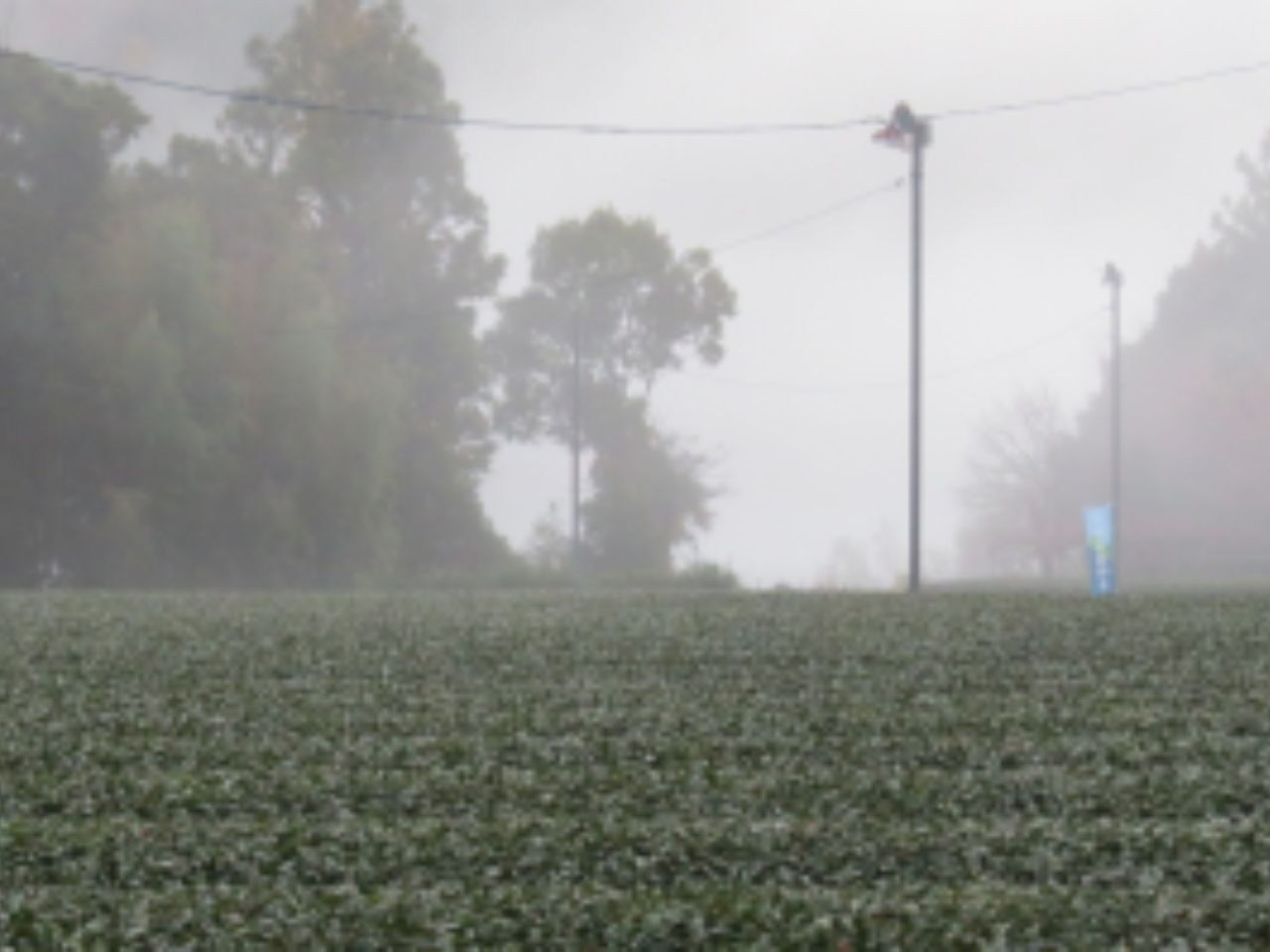 相藤園オリジナル　高級川根茶　こだわりセット