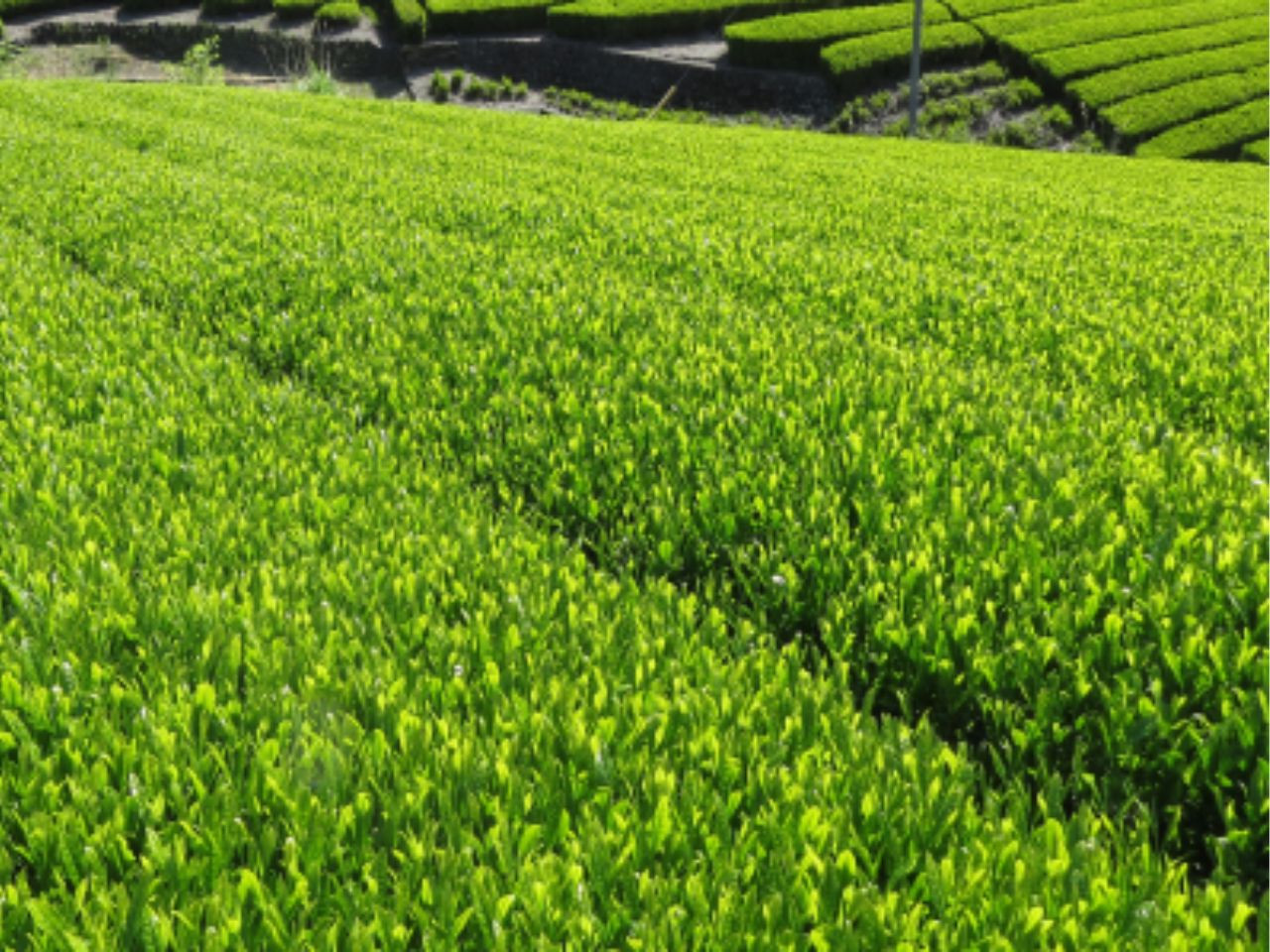 相藤園オリジナル　高級川根茶　こだわりセット