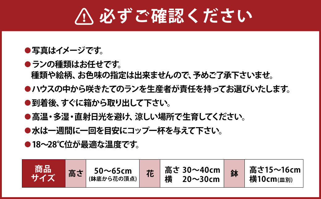 ミディ 胡蝶蘭 KouBou 大地 2本立ち 1個