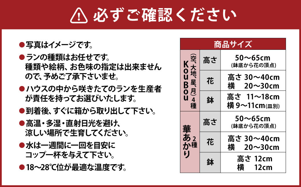 【年6回定期便】ミディ胡蝶蘭 KouBou 4種 ミディ胡蝶蘭 華あかり 2種 2本立ち