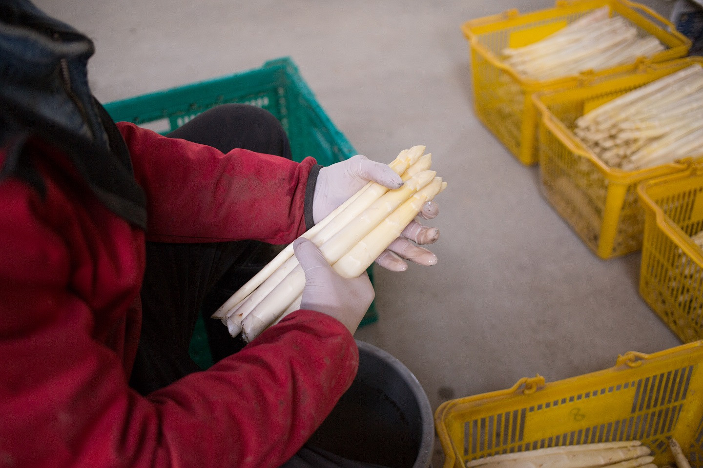 中川町のウエムラグリーン農産（有）から朝採りのアスパラをお送りします。