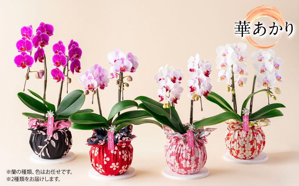 【年6回定期便】ミディ胡蝶蘭 KouBou 4種 ミディ胡蝶蘭 華あかり 2種 2本立ち