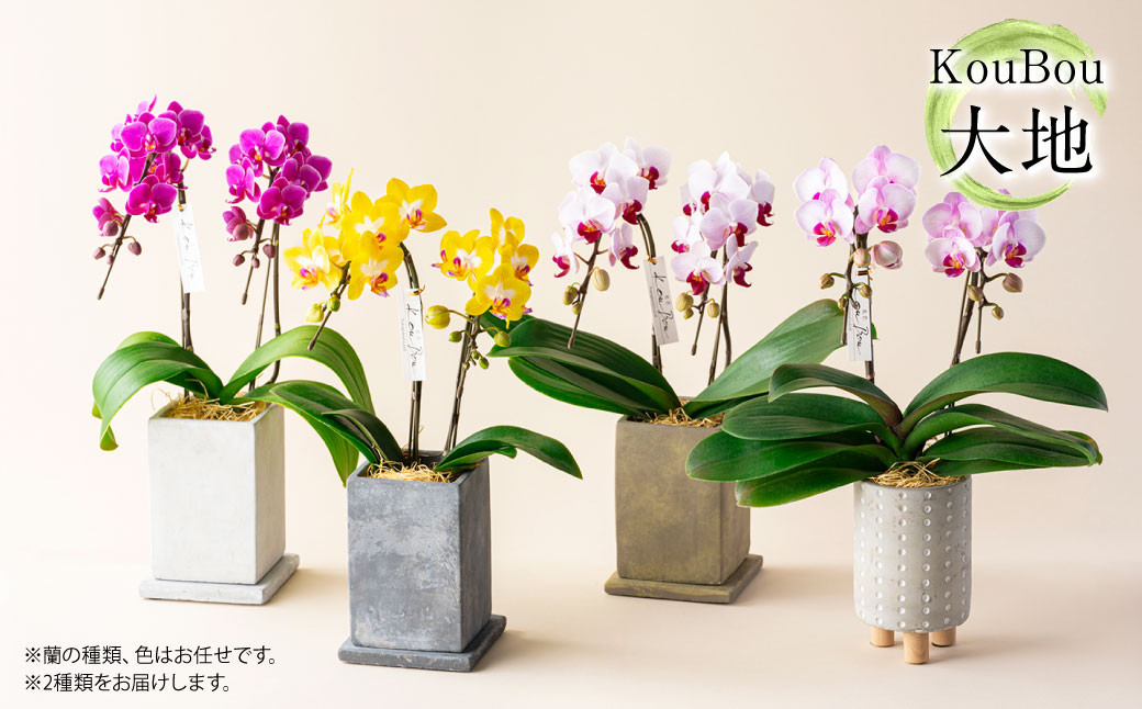 【年6回定期便】ミディ胡蝶蘭 KouBou 4種 ミディ胡蝶蘭 華あかり 2種 2本立ち