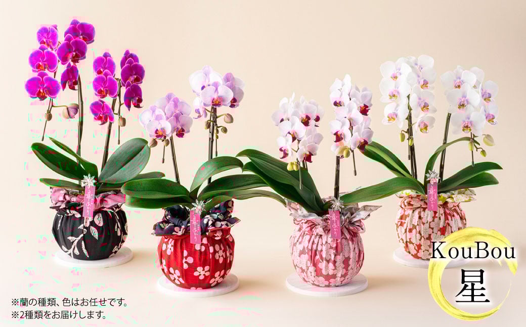 【年6回定期便】ミディ胡蝶蘭 KouBou 4種 ミディ胡蝶蘭 華あかり 2種 2本立ち