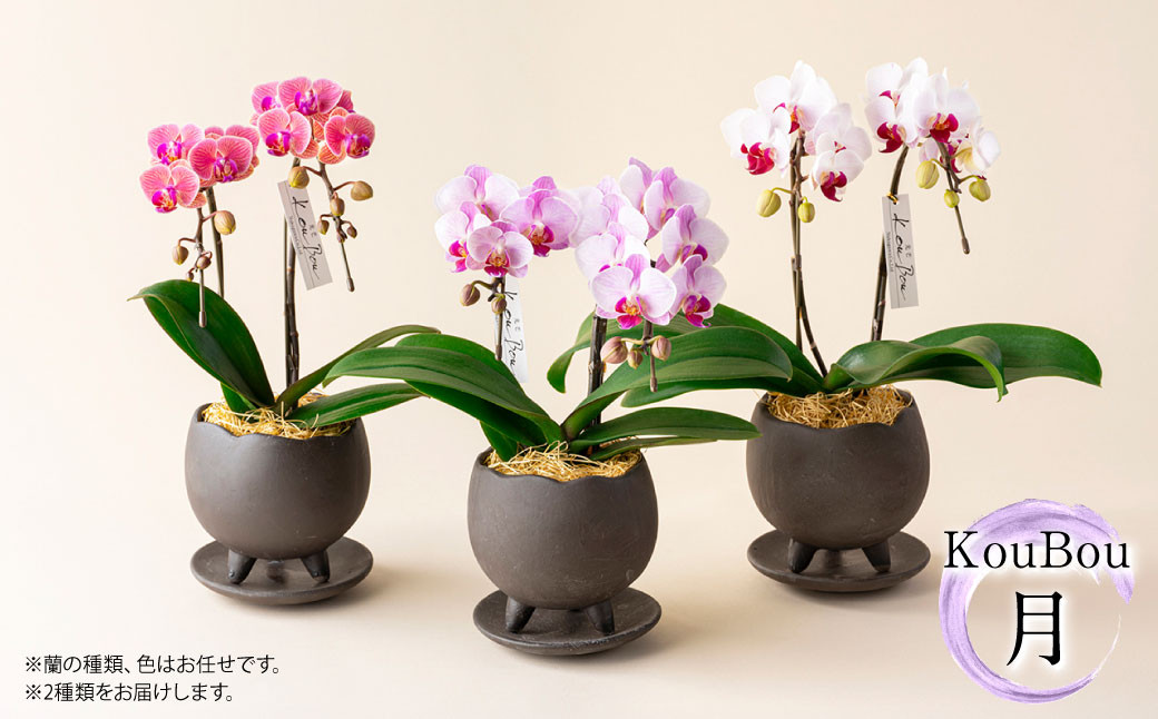 【年6回定期便】ミディ胡蝶蘭 KouBou 4種 ミディ胡蝶蘭 華あかり 2種 2本立ち