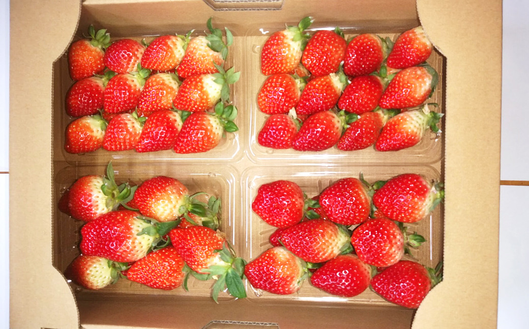 クリスマスケーキ用 いちごゆめの香計約500g 中玉 20～23粒入り