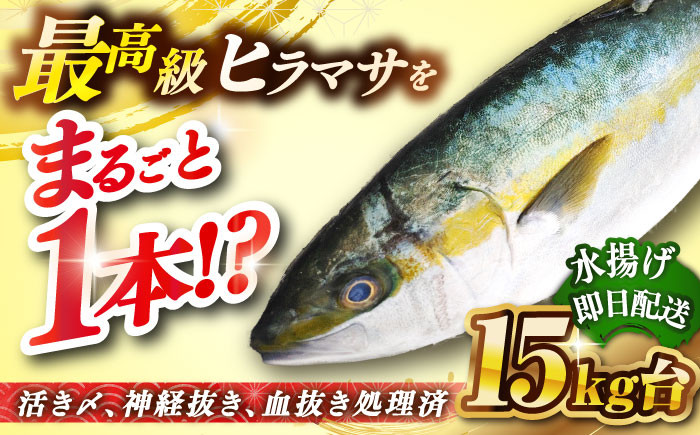 人気 おすすめ オススメ ヒラマサ ひらまさ 天然 煮物 カルパッチョ お寿司 
