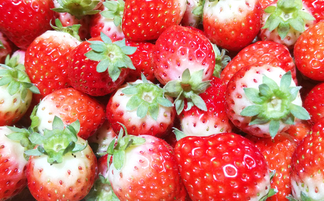 クリスマス用・数量限定 長崎県産いちごゆめの香 大粒 計約1kg