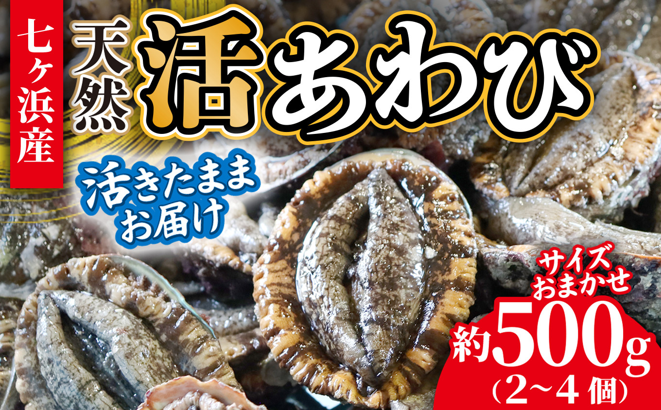 活あわび 約 500g (2〜4個) 活きたままお届け！ 冷蔵 蝦夷あわび 