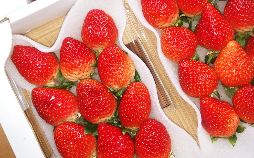 クリスマス用・数量限定 長崎県産いちごゆめの香 大粒 計約1kg