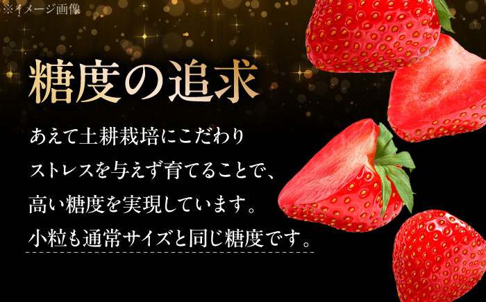 ふるさと納税 いちご 低農薬 イチゴ 水素水 苺 フルーツ ベリー 果物 ギフト