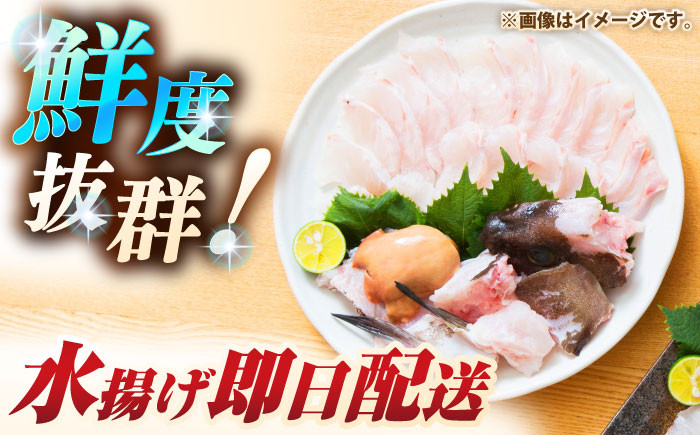 人気  おすすめ オススメ クエ しゃぶしゃぶ クエしゃぶ 刺身 海鮮 魚介