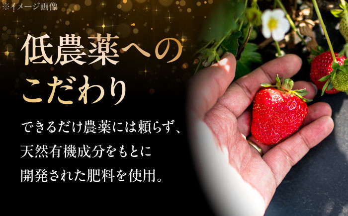 ふるさと納税 いちご 低農薬 イチゴ 水素水 苺 フルーツ ベリー 果物 ギフト