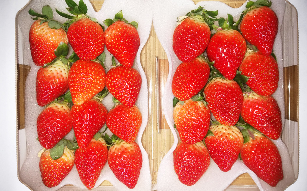 クリスマス用・数量限定 長崎県産いちごゆめの香 大粒 計約1kg