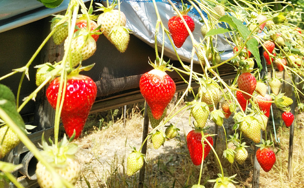 クリスマス用・数量限定 長崎県産いちごゆめの香 大粒 計約1kg