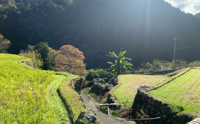 栃久保の棚田米（コシヒカリ）精米10kg