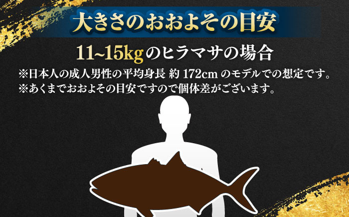 人気 おすすめ オススメ ヒラマサ ひらまさ 天然 煮物 カルパッチョ お寿司 