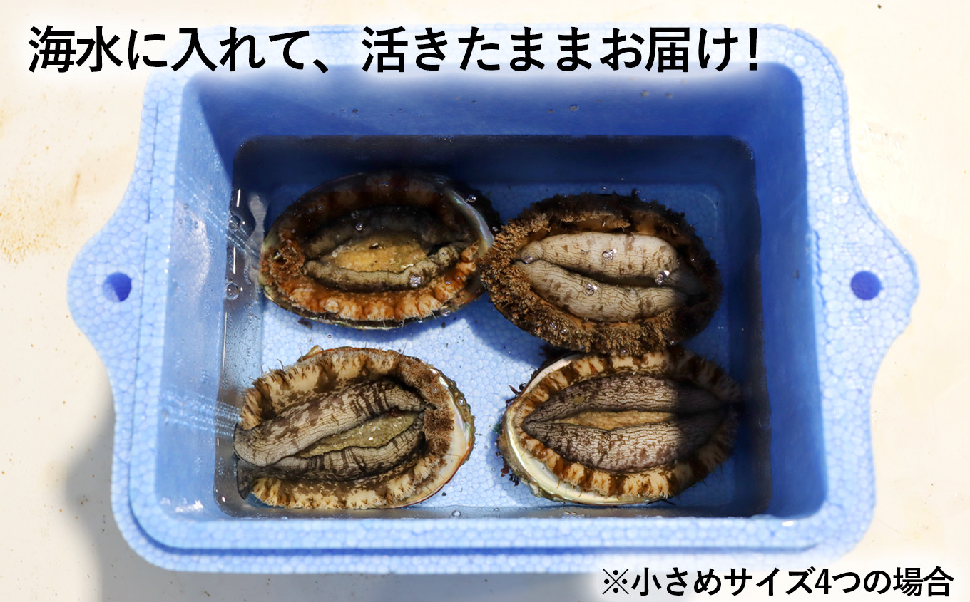 発泡スチロール箱に海水を入れて冷蔵配送にてお届けいたします