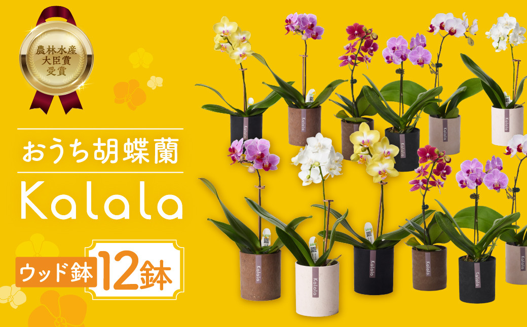 産直胡蝶蘭『カララ』３鉢セット　ウッド鉢　※写真はイメージです。３鉢をセットでお届けいたします。