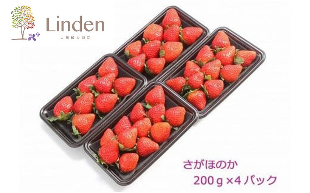 【天然発酵堆肥で育てた】さがほのか 約200g×4パック 計約800g