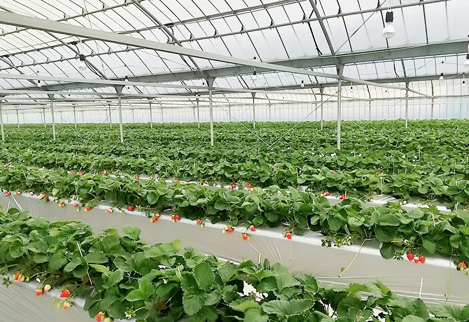 【天然発酵堆肥で育てた】2～3L さがほのか 15粒