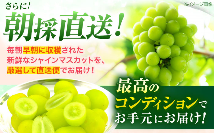 朝採れ直送!皮ごとパリッと食べられるシャインマスカット