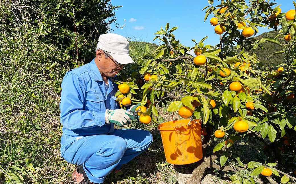 【訳あり】【数量限定】長崎県時津町産 青島温州みかん 約10kg