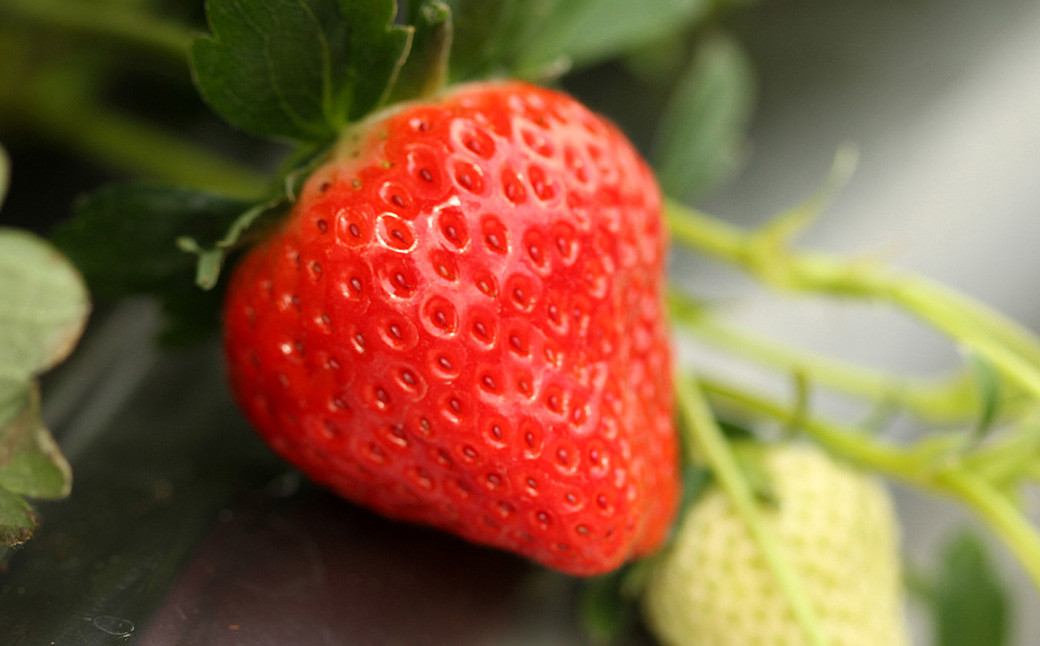 【天然発酵堆肥で育てた】2～3L さがほのか 15粒