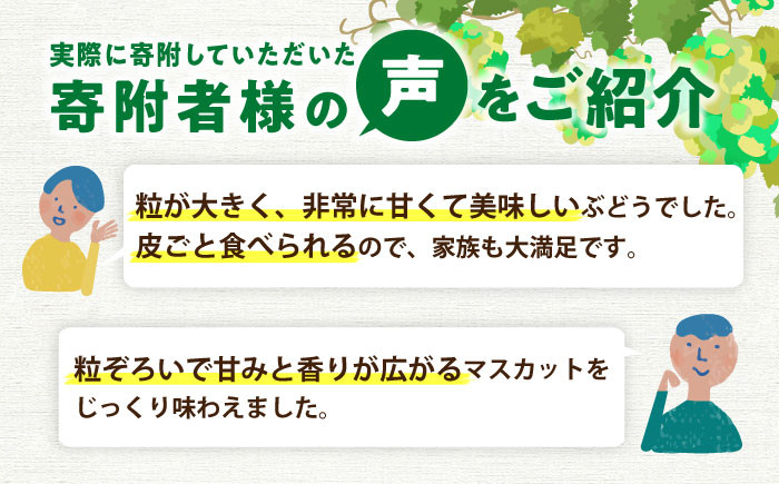 果物 シャインマスカット約1kg。 マスカット ぶどう シャインマスカット