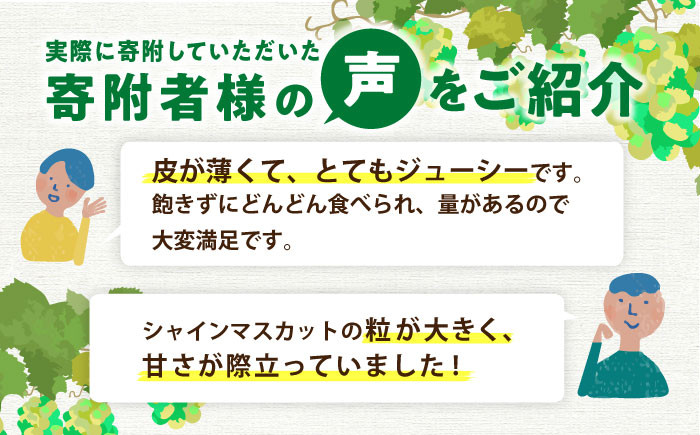 果物 シャインマスカット マスカット ブドウ 旬 フルーツ
