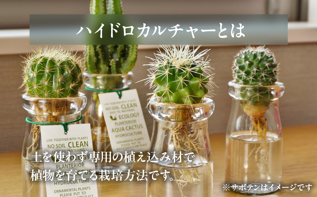 ※写真はイメージです。2鉢をセットでお届けいたします。