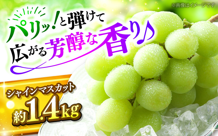 種なし ぶどう シャインマスカット ギフト フルーツ 果物 種無し ブドウ 葡萄 三次 広島