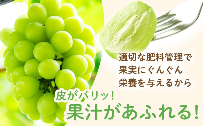 果物 フルーツ ぶどう 葡萄 白ぶどう シャイン マスカット 旬 長崎
