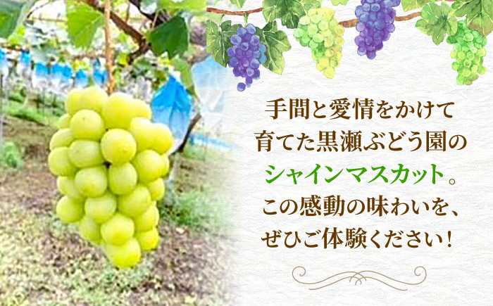 種なし ぶどう シャインマスカット ギフト フルーツ 果物 種無し ブドウ 葡萄 三次 広島