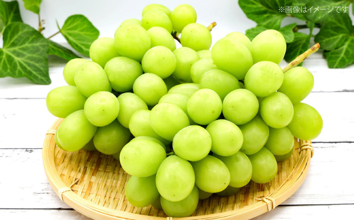 種なし ぶどう シャインマスカット ギフト フルーツ 果物 種無し ブドウ 葡萄 三次 広島