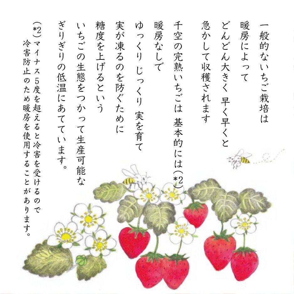 厳選ぶんぶんいちご 2パック 紅ほっぺ いちご イチゴ 苺 フルーツ 果物 くだもの ポリネーション 白川町 べにほっぺ