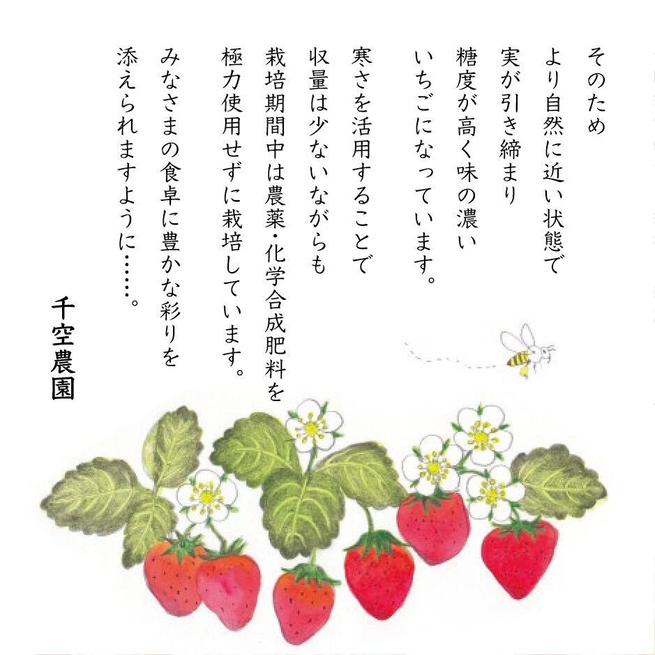 厳選ぶんぶんいちご 2パック 紅ほっぺ いちご イチゴ 苺 フルーツ 果物 くだもの ポリネーション 白川町 べにほっぺ