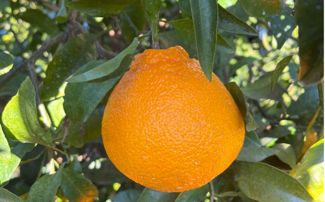 【訳あり】 不知火 5kg 【えひめの町（超）推し！（愛南町）】（567）