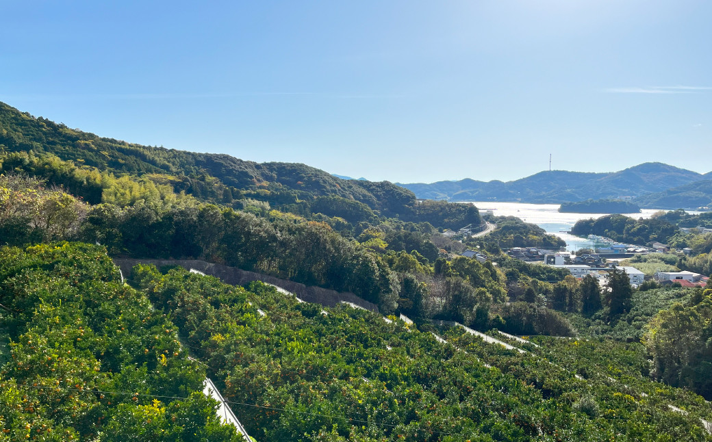 【訳あり】 ぽんかん 5kg【えひめの町（超）推し！（愛南町）】（564）