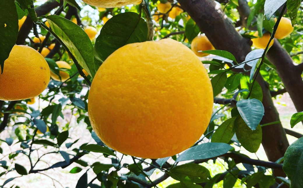 【訳あり】 河内晩柑 5kg 【えひめの町（超）推し！（愛南町）】（570）