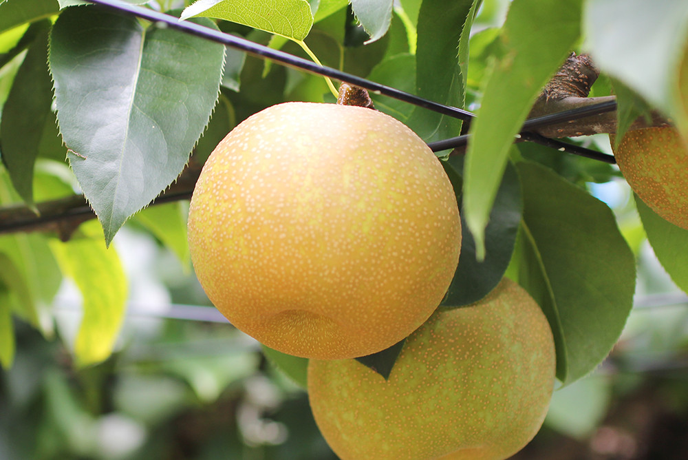甘味が強く優しい酸味のある「豊水」