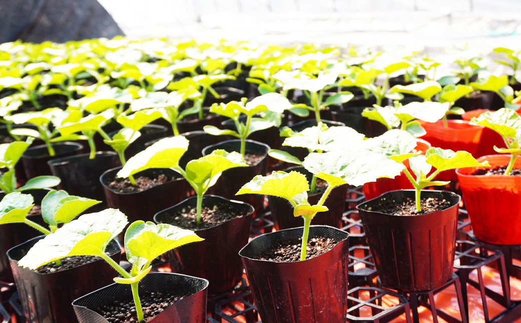 【生産者直送】☆秋作☆ マスクメロン 1玉 合計約1.6kg以上