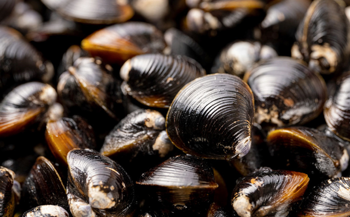 しじみ しじみ汁 味噌汁 みそ汁 宍道湖 しんじ湖 砂抜き 砂出し