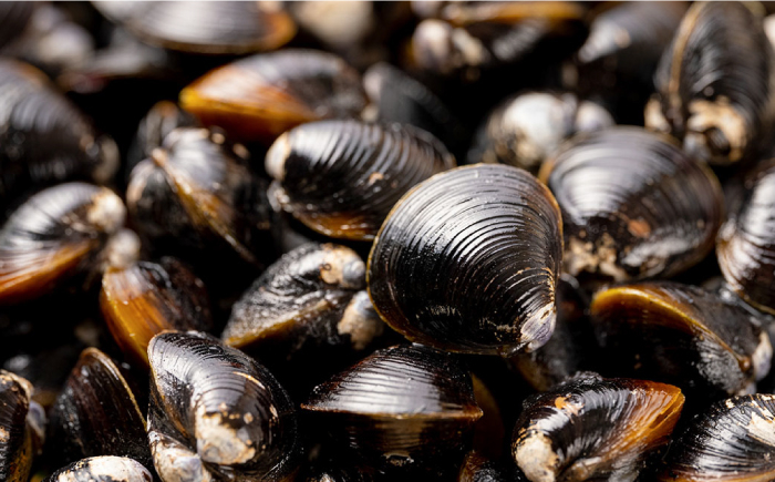 しじみ しじみ汁 味噌汁 みそ汁 宍道湖 しんじ湖 砂抜き 砂出し