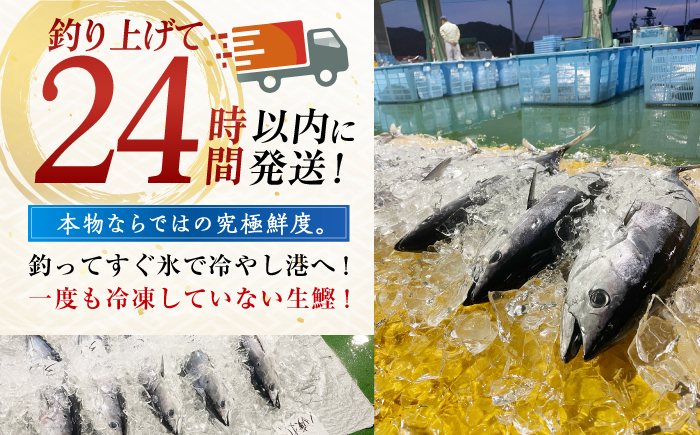 冷凍していない生鰹 高知県産 土佐久礼 藁焼き生鰹たたき 約350g 魚介類 魚 お魚 刺身 初鰹 戻り鰹 [ATBE027]