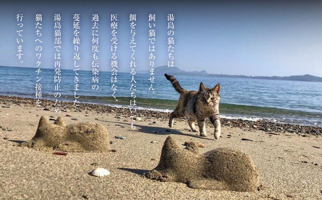 ねこの島！湯島！オリジナルポストカード【地域猫活動支援】