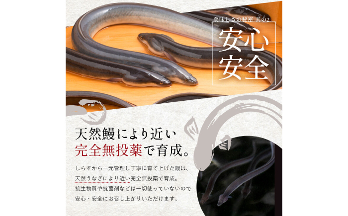 仁淀川 鰻蒲焼き うなぎ 国産 高知県産 鰻 ウナギ 贈り物 贈答 