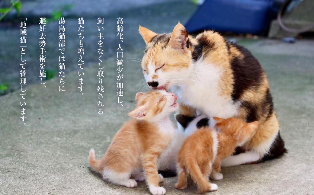 ねこの島！湯島！オリジナルポストカード【地域猫活動支援】